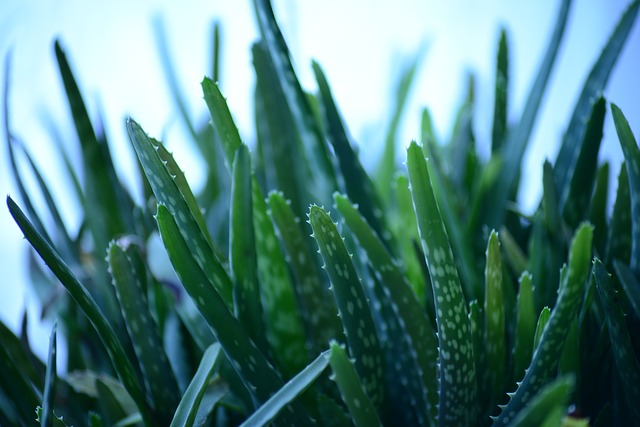 listy aloe vera